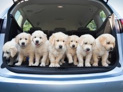 Een groep puppy's zit in de auto, klaar voor het vervoer van huisdieren volgens de regels.
