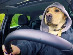 Een hond met een hoodie die autorijdt op de #75 AutoRAI.