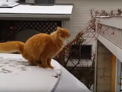 Een kat staat bovenop een auto in de sneeuw.