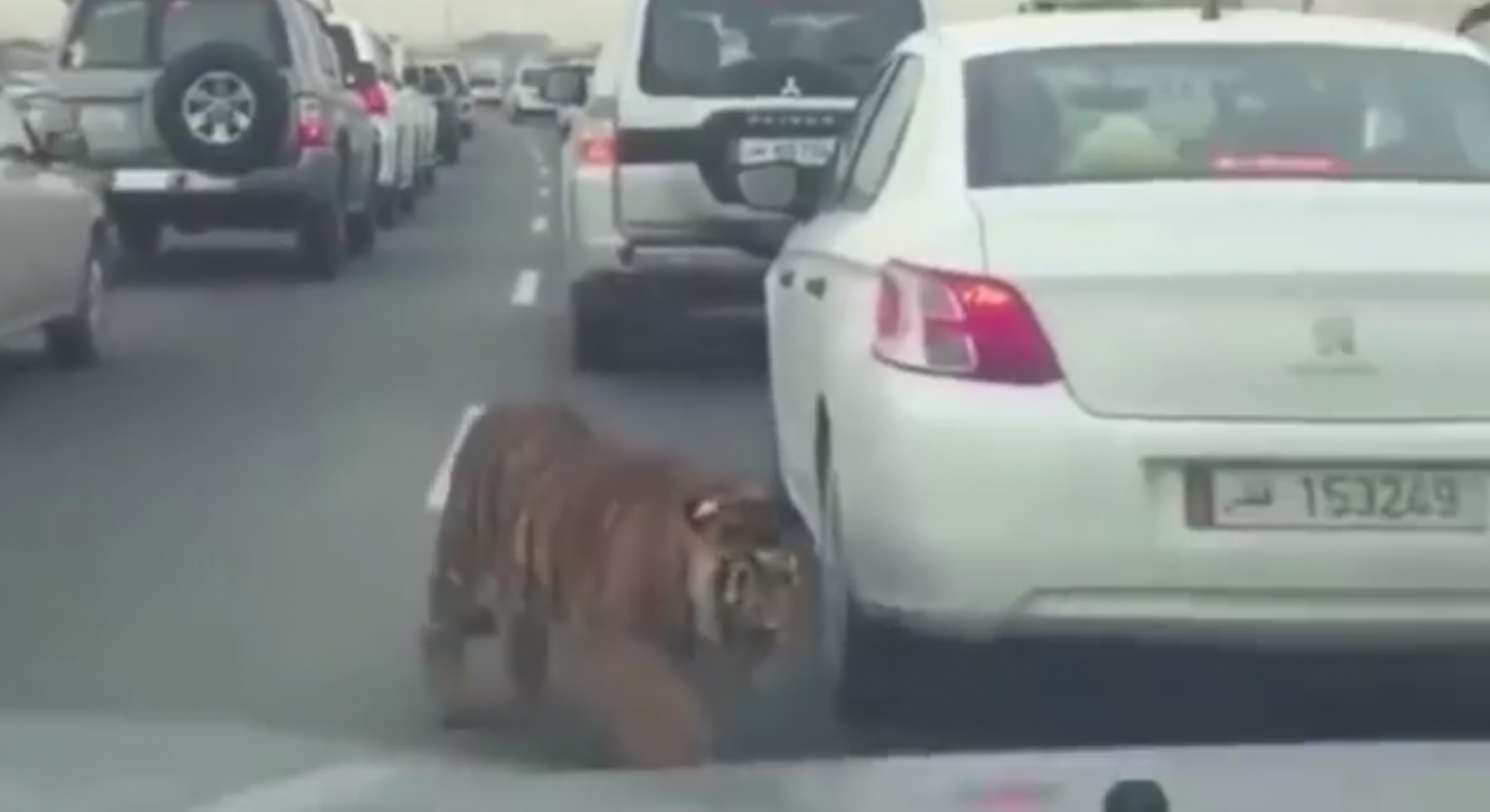 Een tijger steekt voor auto's de weg over, wat leidt tot spannend filerijden vastgelegd op VIDEO.