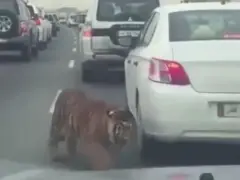 Een tijger steekt voor auto's de weg over, wat leidt tot spannend filerijden vastgelegd op VIDEO.
