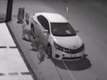 Een witte Toyota Corolla met een hond op de zijkant.