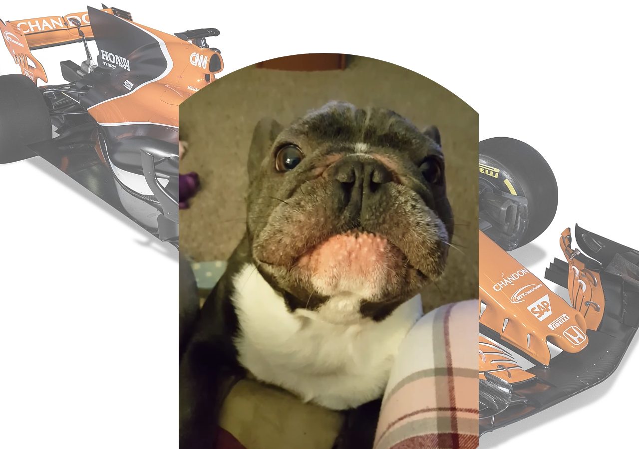 Een hond zit naast een Formule 1-auto.