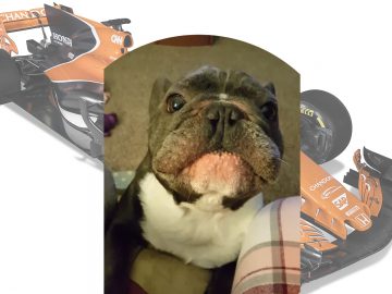 Een hond zit naast een Formule 1-auto.