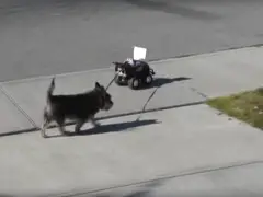 In een video loopt een hond over het trottoir met speelgoed.