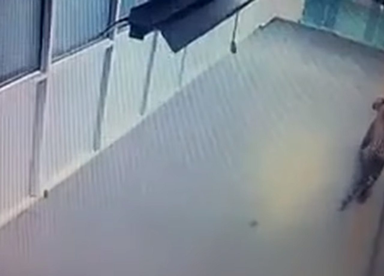 Een afbeelding van een Suzuki-tijger in een dierentuin.