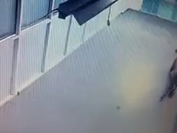 Een afbeelding van een Suzuki-tijger in een dierentuin.