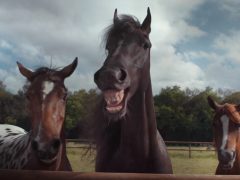 In de nieuwe reclamevideo voor Volkswagen staan drie paarden naast elkaar in een veld.