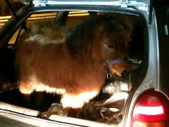 In de kofferbak van een Opel Corsa zit een kleine pony.