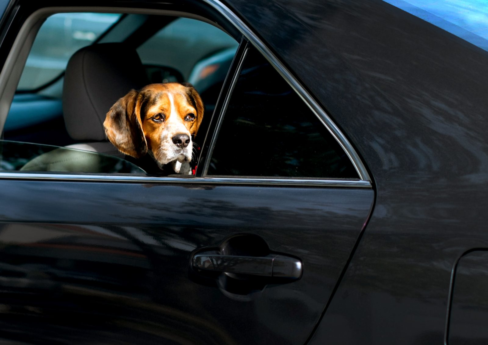 hond in warme auto