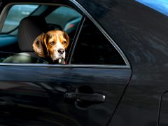 hond in warme auto