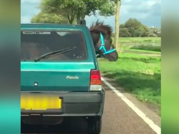 U stopt een pony in een Panda; mag dat? ...