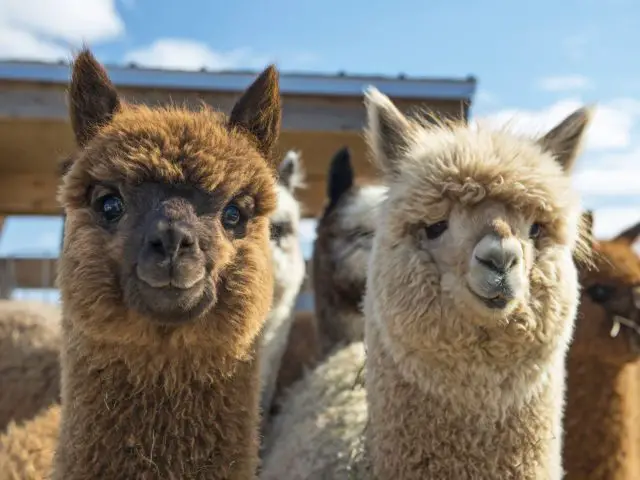 Een groep alpaca's die naast elkaar staan.