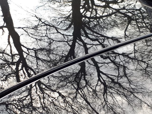 Een boom weerspiegeld in de motorkap van een Ford Focus Active.