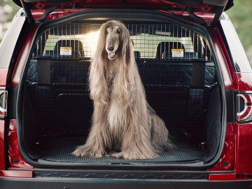 Een langharige hond op de achterbank van een rode Land Rover.