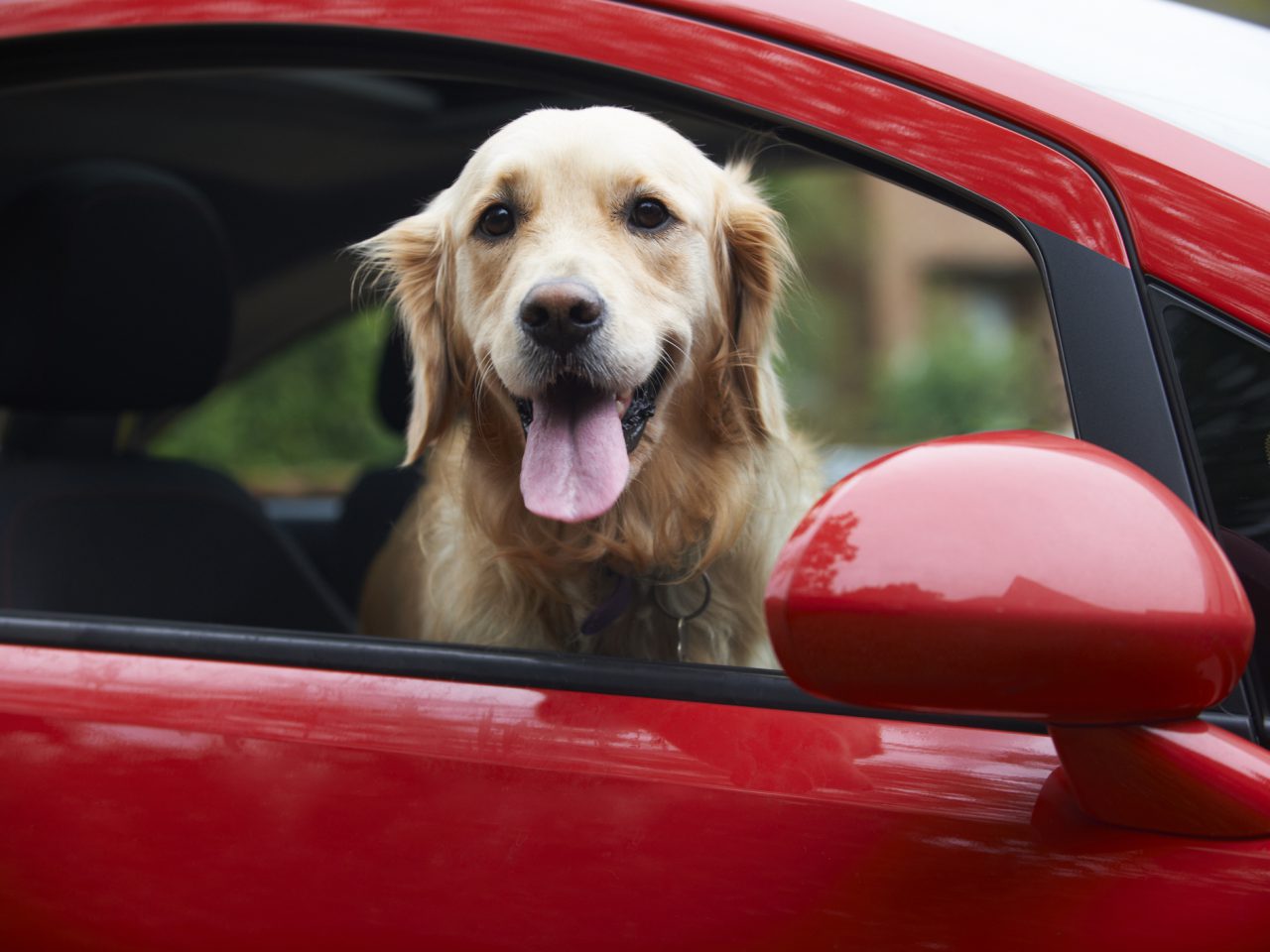 Een hond in een auto.
