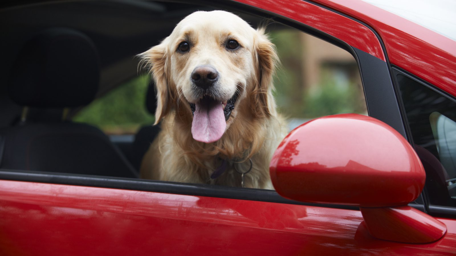 Met je hond in de auto: dit zijn de regels
