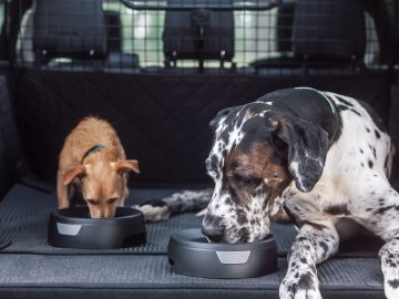 Twee honden eten uit kommen achterin een Land Rover.