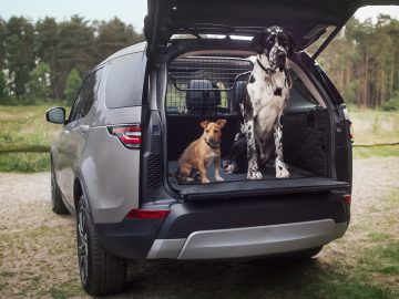 Twee honden in de achterkant van een Land Rover voor een reclamecampagne.