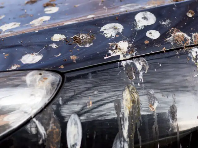 De motorkap van een auto is bedekt met vogelpoep.