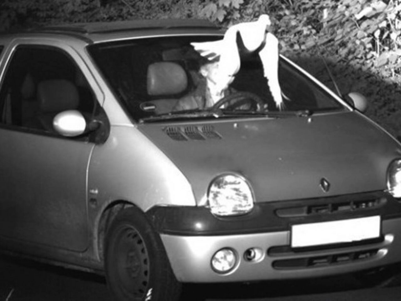 Een zwart-witfoto van een hond en een duif in een auto.