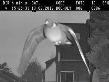 Een zwart-witfoto van een duif die over een huis flitst.