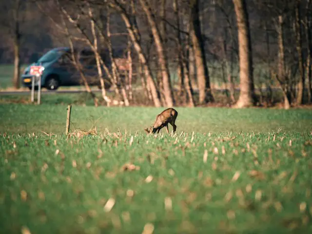 Een hert in een vrij veld.