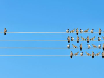 Een groepje duiven zittend op een Automerkendraad.