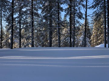 Met sneeuw bedekte grond met naaldbomen en een Subaru Forester in een winterlandschap.