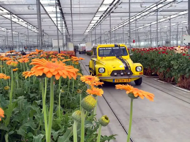 Een gele Nederlandse Dyane rijdt een smal pad af in een grote kas vol bloeiende oranje gerbera's.