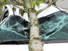 Een grote boomstam is over een witte auto gevallen, waardoor de voorruit ernstig is beschadigd en verbrijzeld, wat het belang van het afsluiten van een autoverzekering onderstreept.