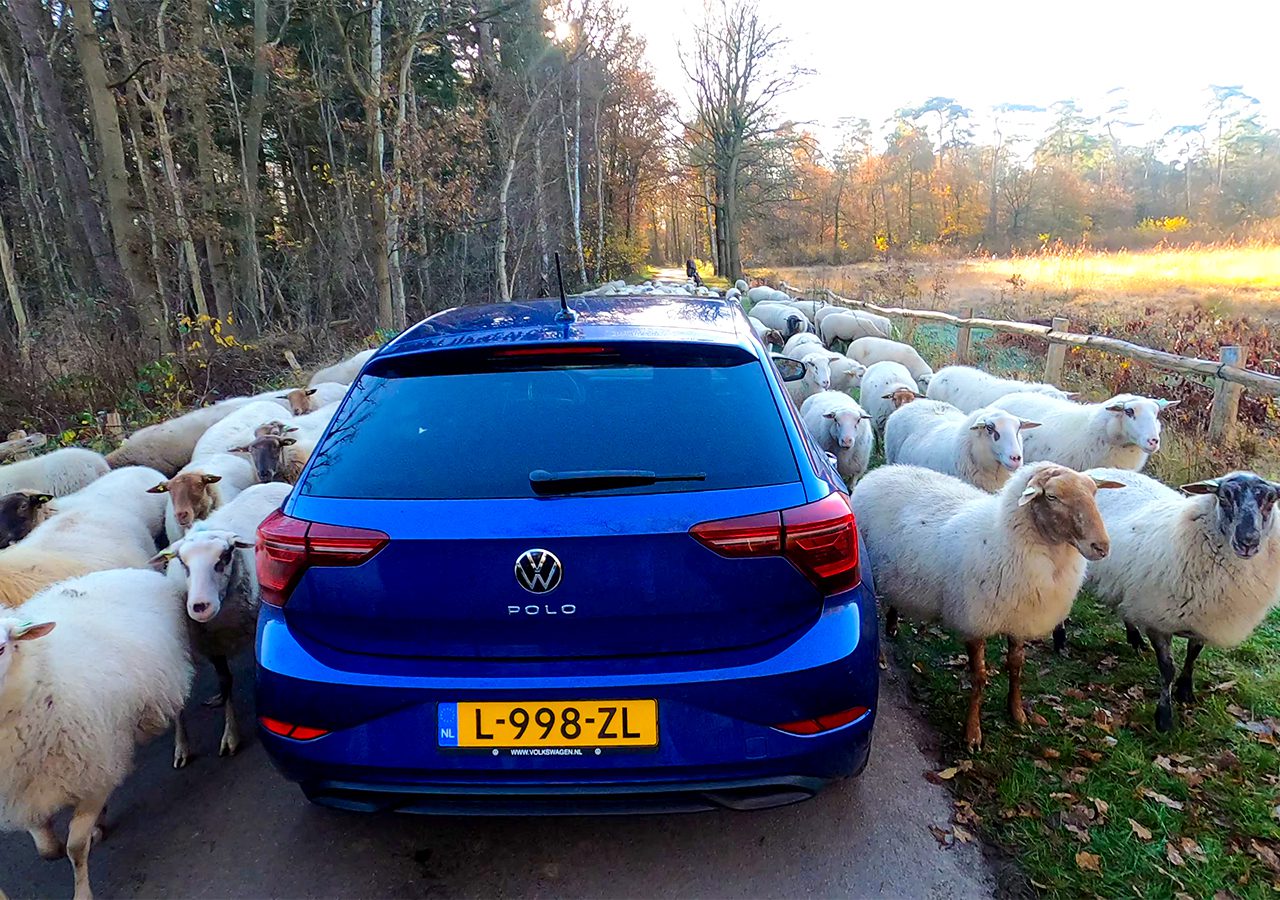 Een blauwe Volkswagen Polo met kenteken L-998-ZL staat omringd door schapen op een smal landweggetje omzoomd door bomen en een hek.