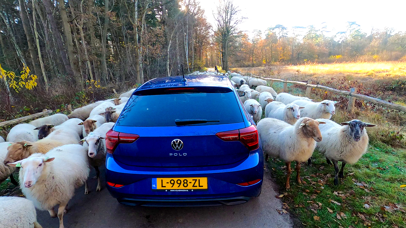 Een blauwe Volkswagen Polo met kenteken L-998-ZL staat omringd door schapen op een smal landweggetje omzoomd door bomen en een hek.