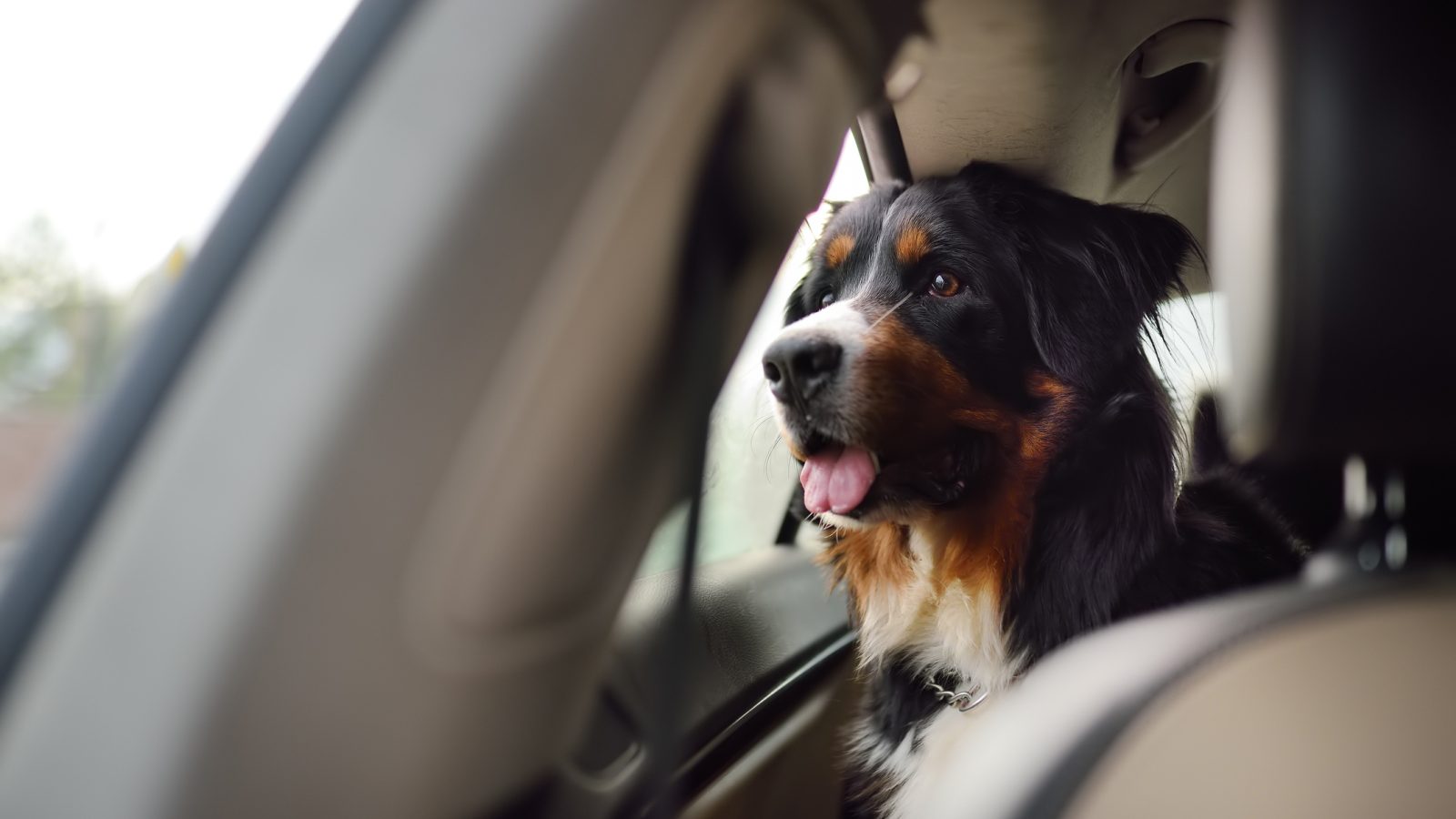 Hoe neem ik mijn hond veilig mee in de auto?