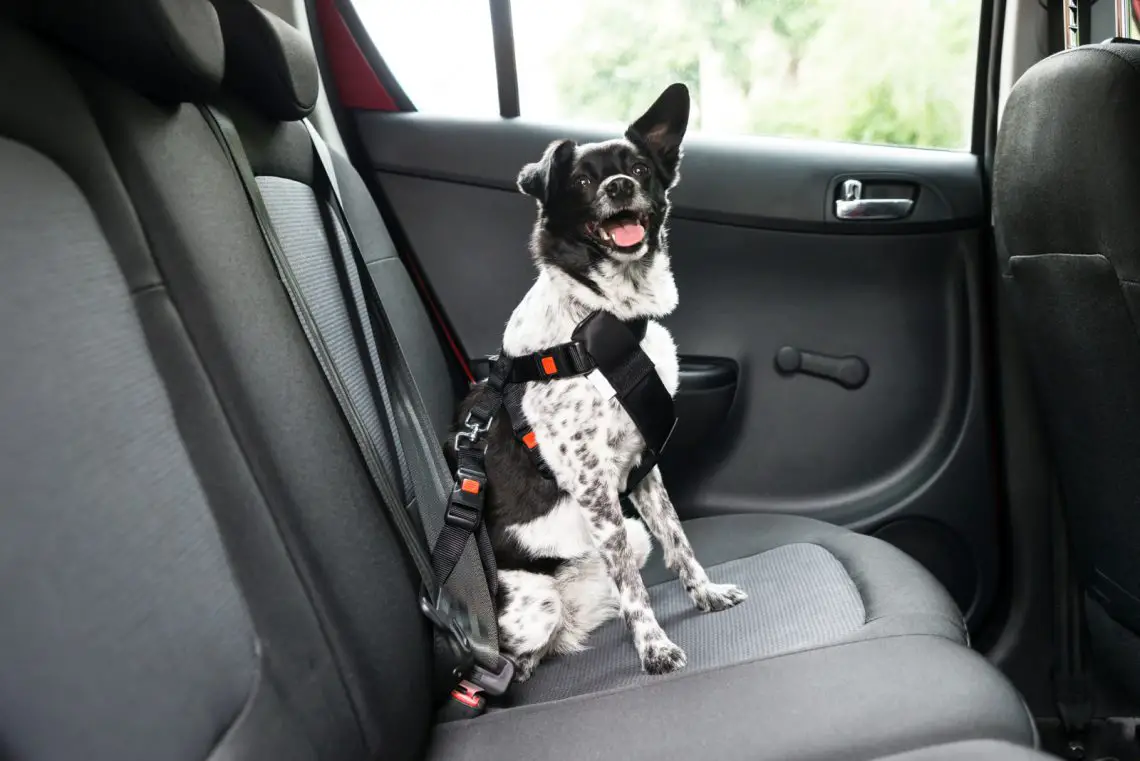 Allerlei soorten Donder Voorbereiding Hoe neem ik mijn hond veilig mee in de auto? - All cars news