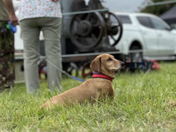 Een bruine hond met een rode halsband zit op het gras tijdens de West Oxon Steam & Vintage Show 2024. Een persoon staat vlakbij met machines en een wit voertuig op de achtergrond en legt de essentie van FOTOVERSLAG-momenten vast.