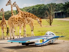 Op zonne-energie door de dierentuin ...